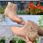 Knöchelschuhe Damen (36-41) WSHOES SHOES OB220033